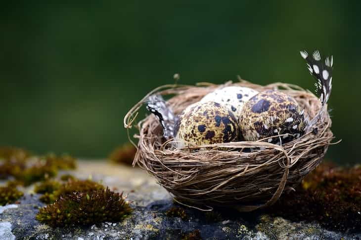 nest