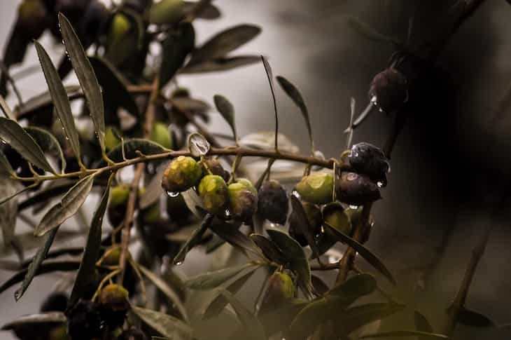 olives