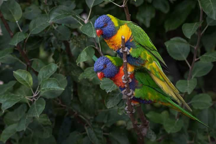 parrots