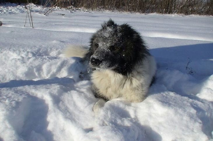 Размер одежды для собак