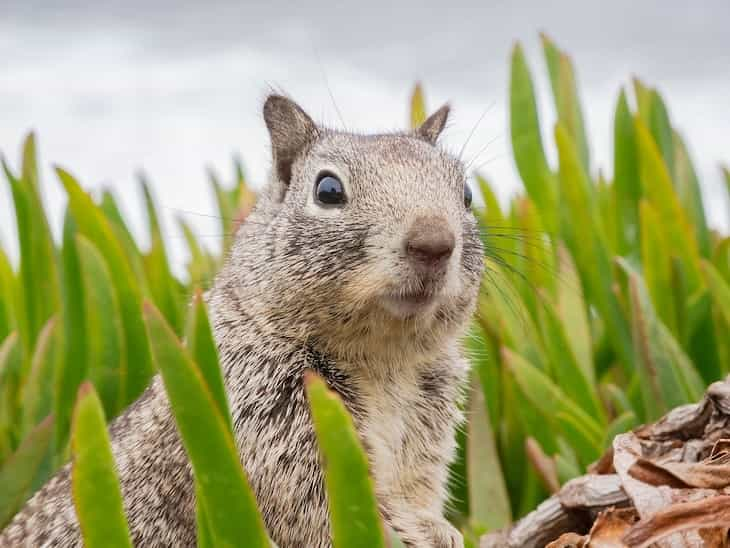 squirrel