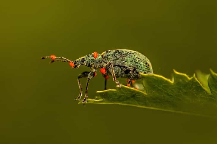 weevil