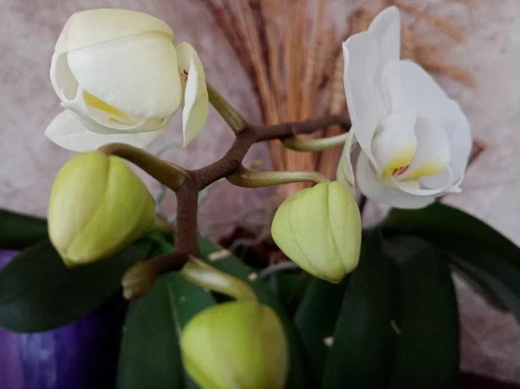Орхидеи - уход в домашних условиях