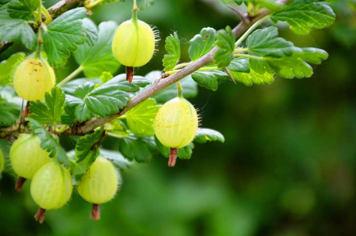 berries