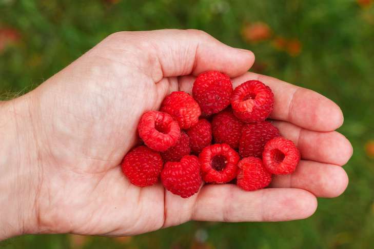 berries