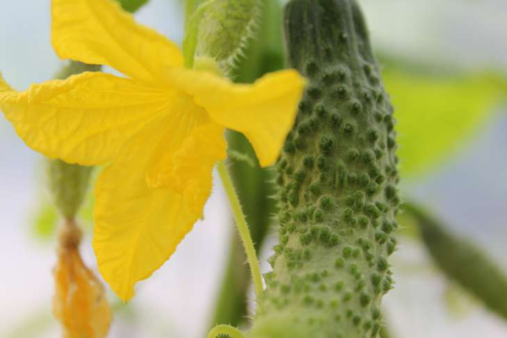 cucumbers