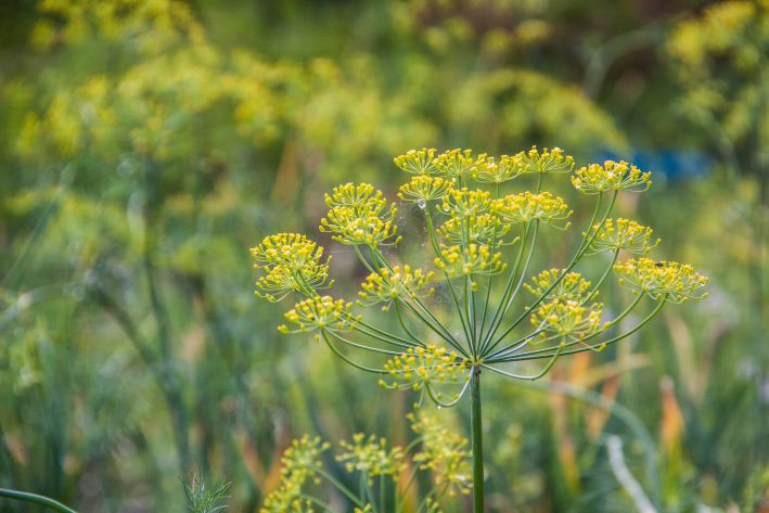 How to grow dill: secrets of growing aromatic herbs: news, herbs ...