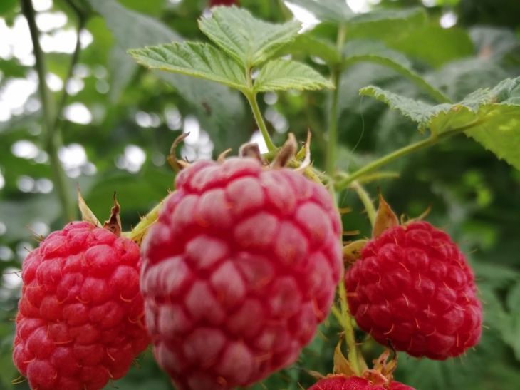 Посадите это возле малины, чтобы были сладкие ягоды: растение, которое поможет собрать вкусный урожай