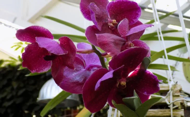 Novità, coltivazione orchidee, irrigazione orchidee, consigli per i giardinieri, errori, come innaffiare le orchidee, giardino