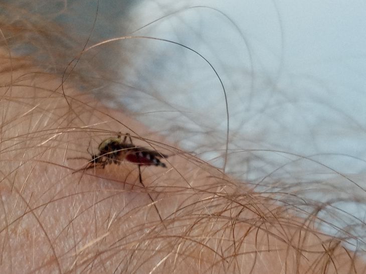 Белорусам рассказали, какие инфекции могут передаваться с укусами комаров