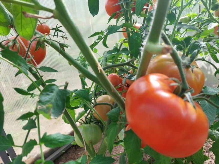Что делать, если на томатах начинают скручиваться листья: проблема решается за день