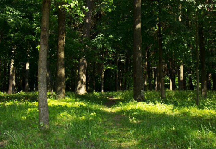 В 20 районах Беларуси введены ограничения на посещение лесов