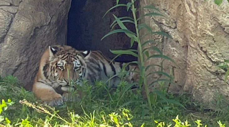 Спасенный на трассе в Хабаровском крае тигренок проходит карантин в Минском зоопарке