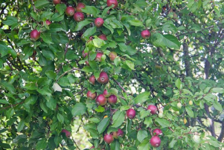 Белорусы узнали, можно ли срывать груши и яблоки, если ветки свисают на их участок