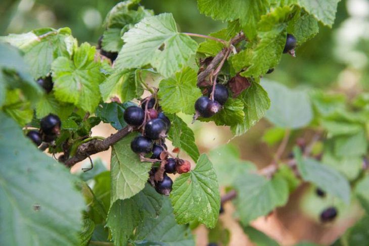 Как мы лишаем себя крупных ягод черной смородины: 3 ошибки огородников