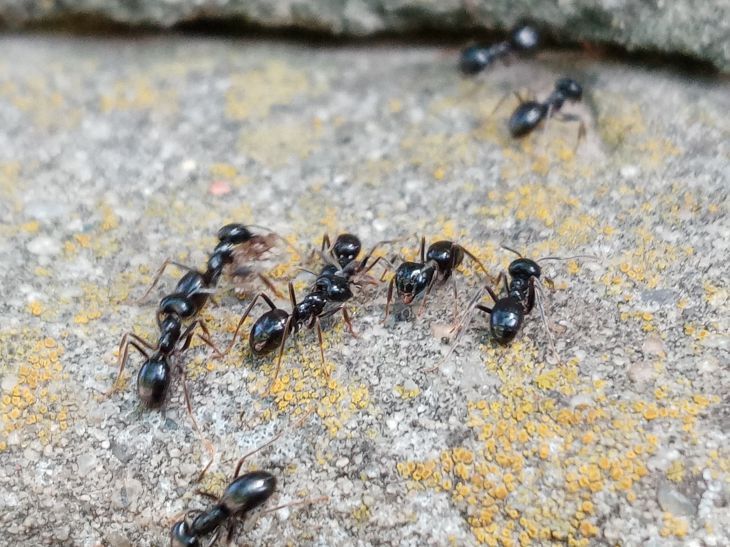 Муравьи не пройдут: дешевый способ избавиться от муравьев и тлей – под силу каждому дачнику