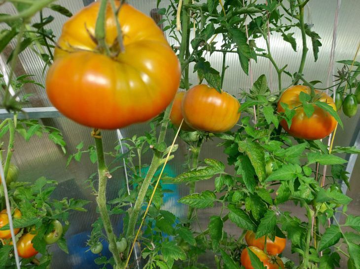 Не краснеют помидоры на кустах? Возьмите булавку и в разы ускорьте созревание томатов в теплице