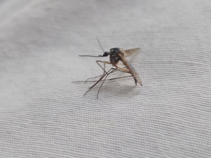 Как защититься от комаров? Пять советов от эпидемиолога
