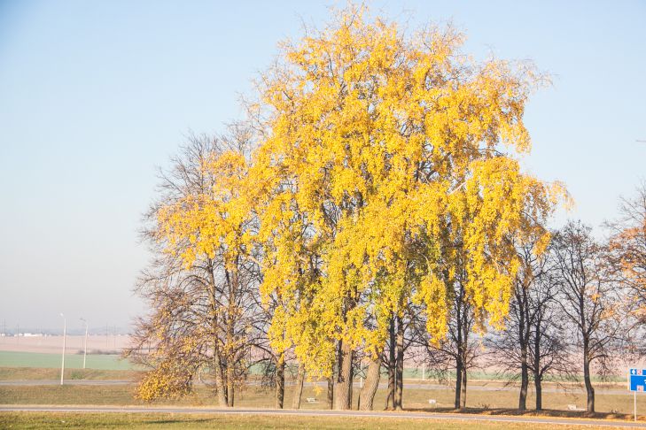 осень