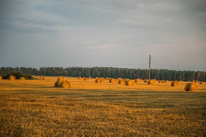 Поле