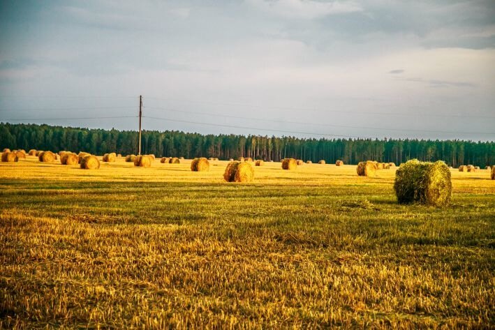 Поле