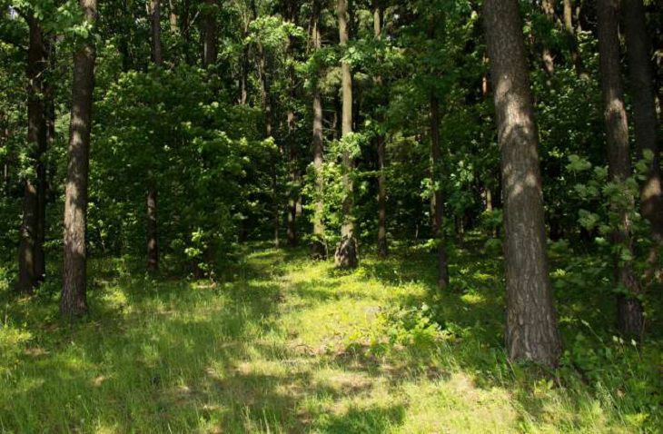 Белорусам сказали, что почти во всех районах действуют ограничения на походы в леса
