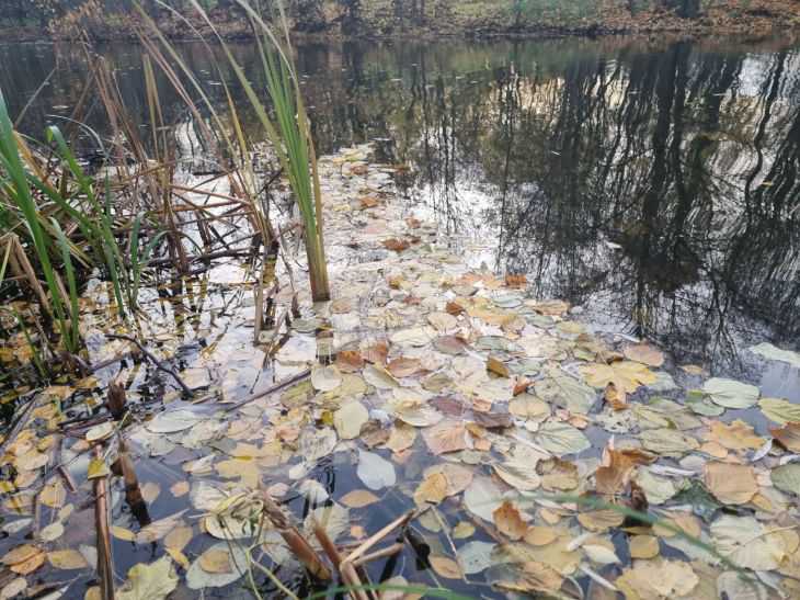 водоем