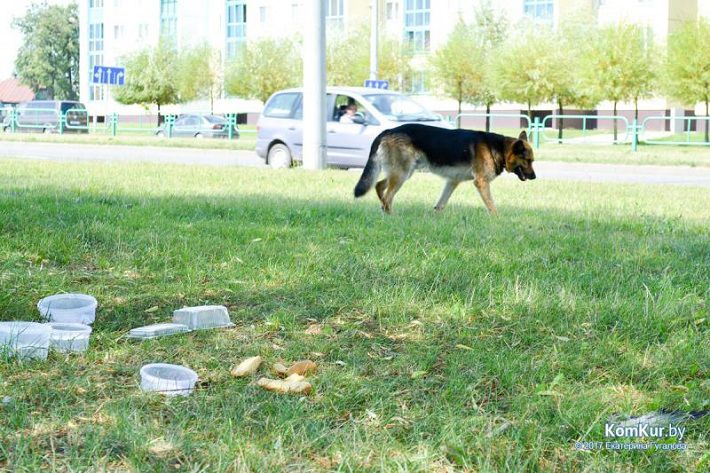 Две недели овчарка ждет хозяина на остановке в Бобруйске 