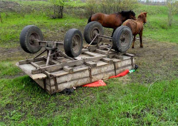 Фото гужевой повозки с лошадью