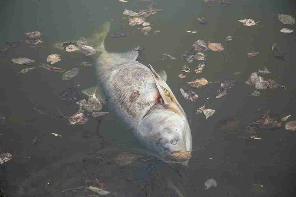 Умирающие рыбы. Рыбы в загрязненной воде. Загрязнение воды гибель рыб.