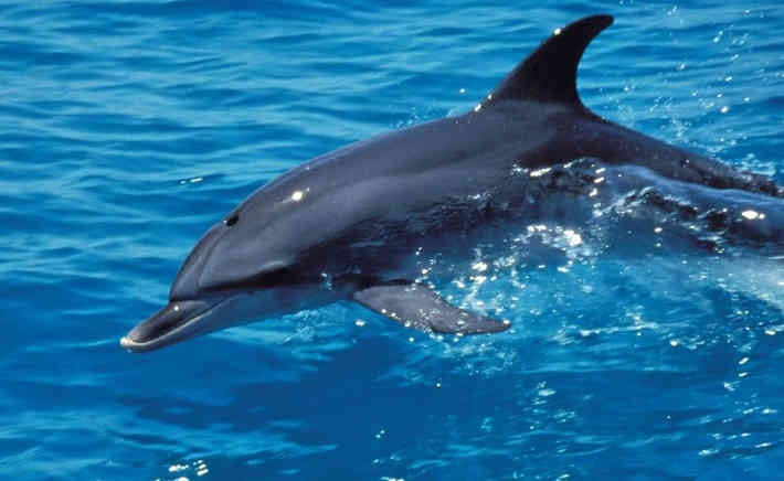 Дельфин фото для детей