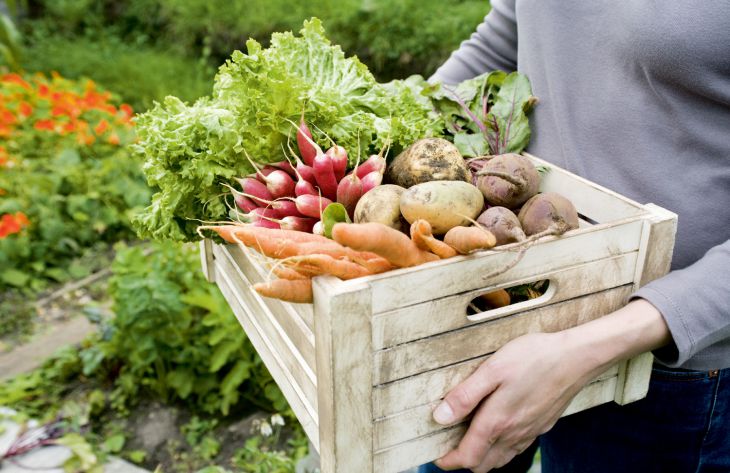 Как хранить урожай овощей и фруктов