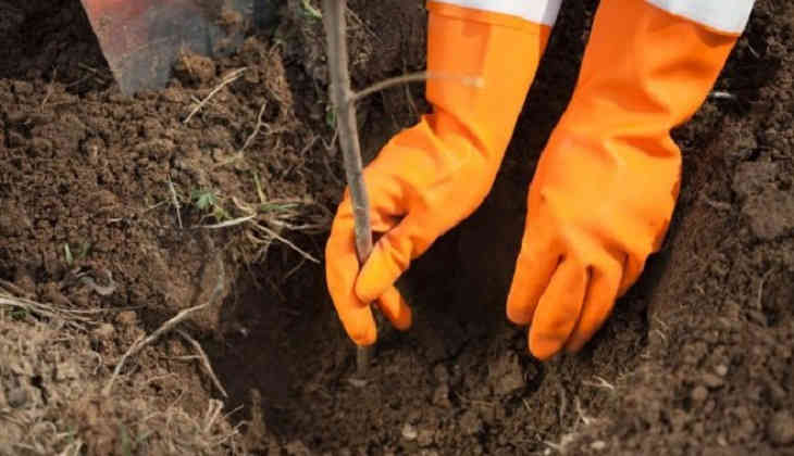 Готовим огород и сад к зиме или что нужно сделать в ноябре?