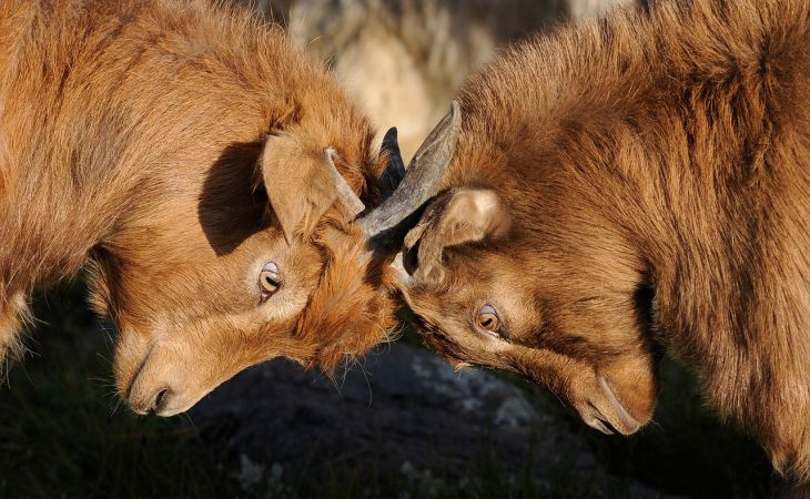 Женская логика. Как правильно спорить с женщиной