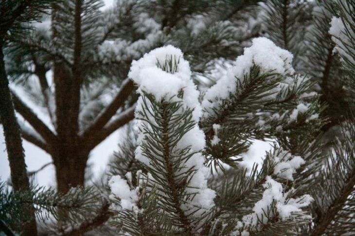 Прогноз погоды по Беларуси на день 28 января 2019 года