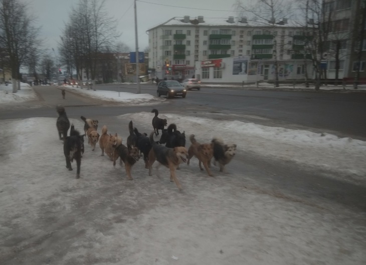 В центре Полоцка бегает стая бездомных собак