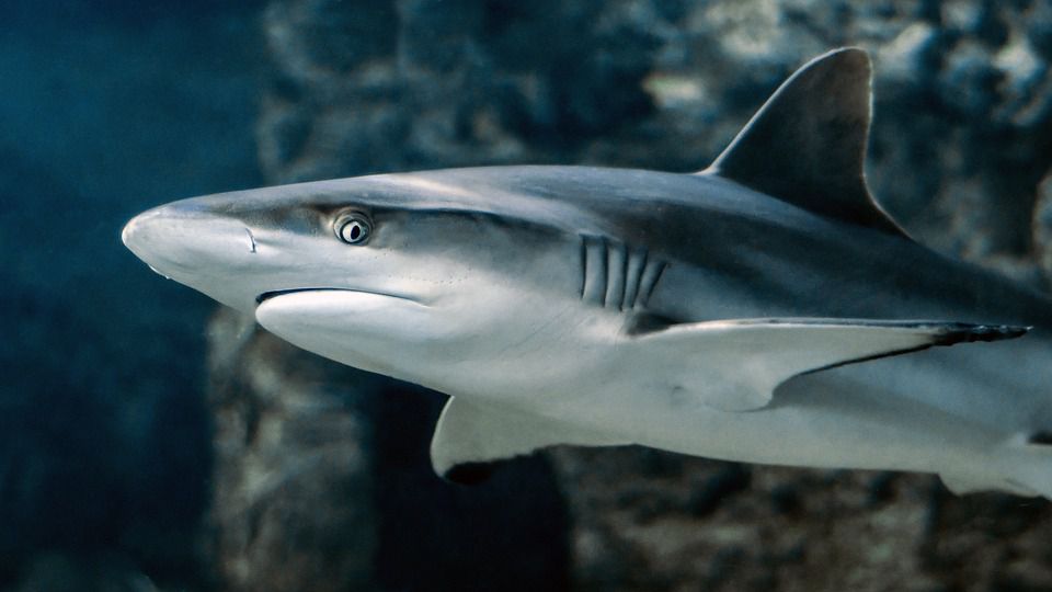 Генетики полностью расшифровали геном большой белой акулы