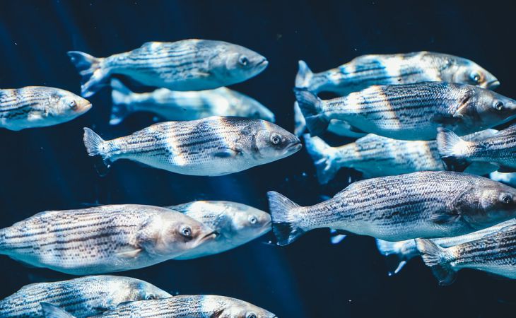 Польский суд отправил продавца рыбой в тюрьму за неправильное отрубание голов рыбам