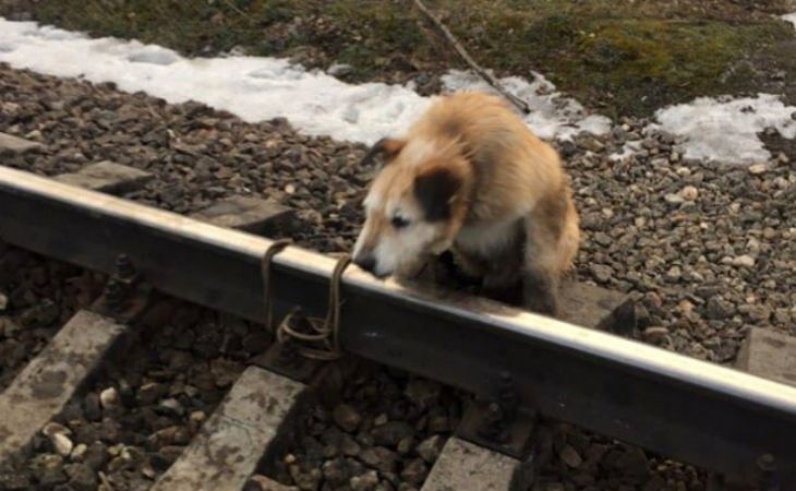 Привязавший собаку к рельсам мужчина объяснил свой поступок