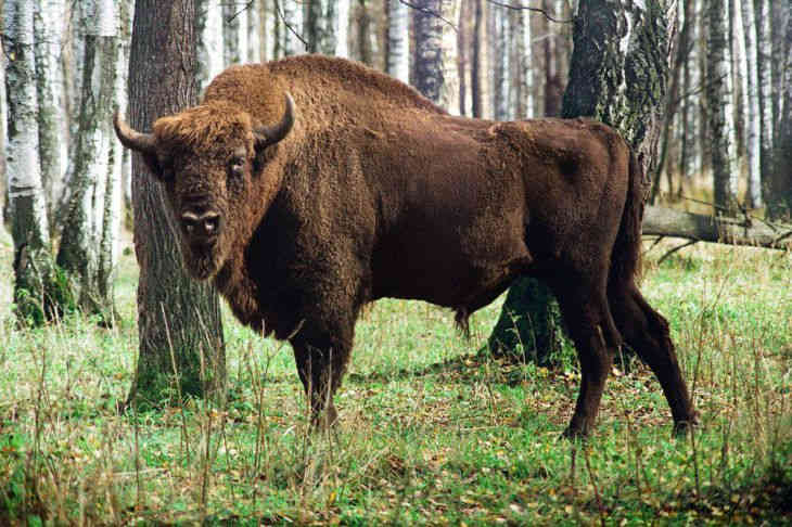 Беловежская пуща беларусь фото