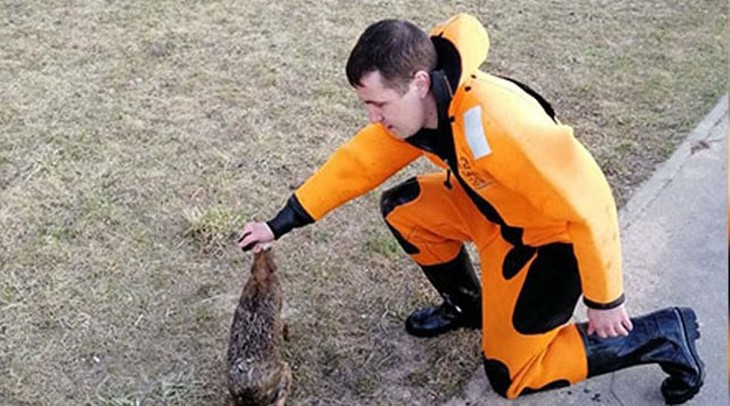 В Минске из водохранилища спасли зайца