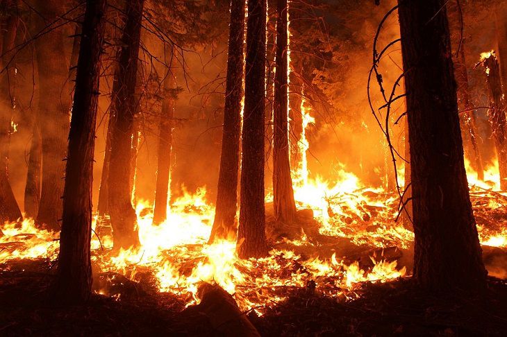 Более 100 лесных пожаров произошло в Беларуси с начала года