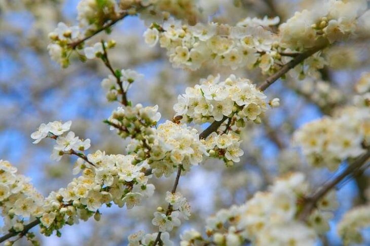 Более 29 млн деревьев посадили белорусы во время Недели леса