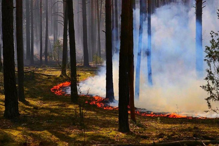 Из-за крупного лесного пожара под Гродно возбудили уголовное дело