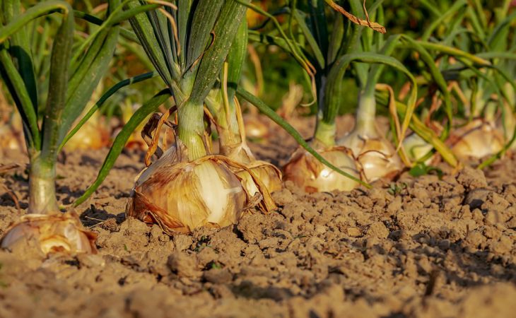 Как вырастить хороший урожай лука: 10 секретов