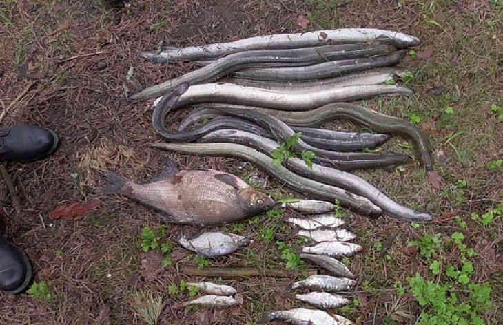 Под Браславом браконьеры во время погони на ходу выбрасывали улов рыбы и угря