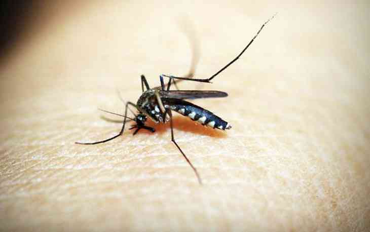 5 типов людей, которые сильнее привлекают комаров: назвали ученые 