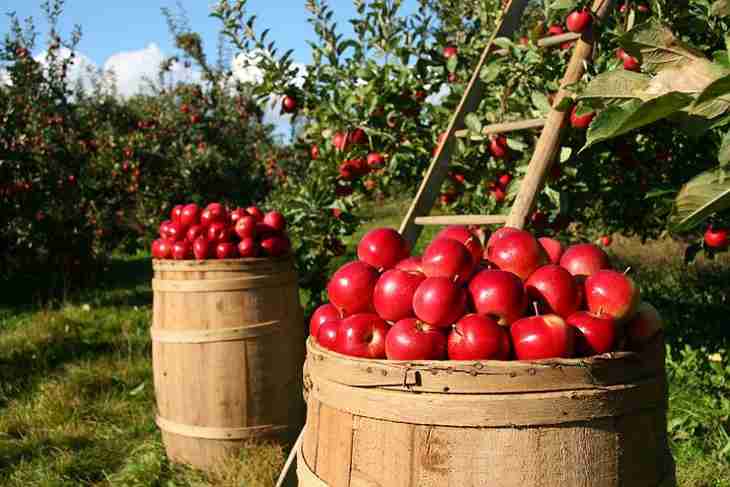 Три продукта, которые лучше исключить перед выходом на солнце