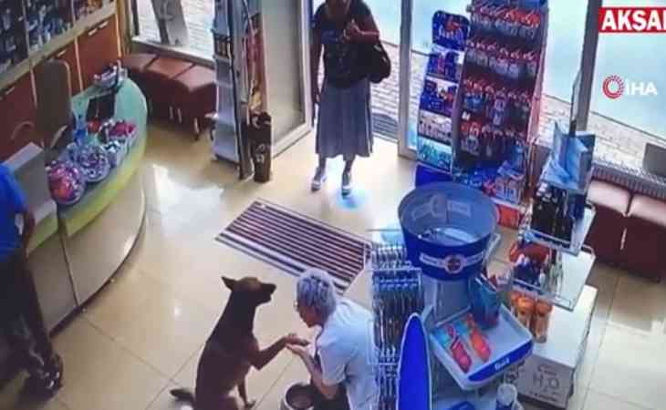 Не растерялся: раненый пёс сам пришёл в аптеку и попросил помощи