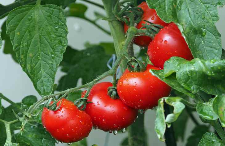 Что нужно сделать чтобы помидоры быстро покраснели